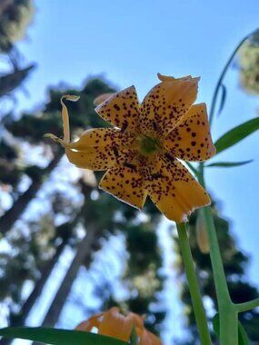 Meet your Posher, Marigold